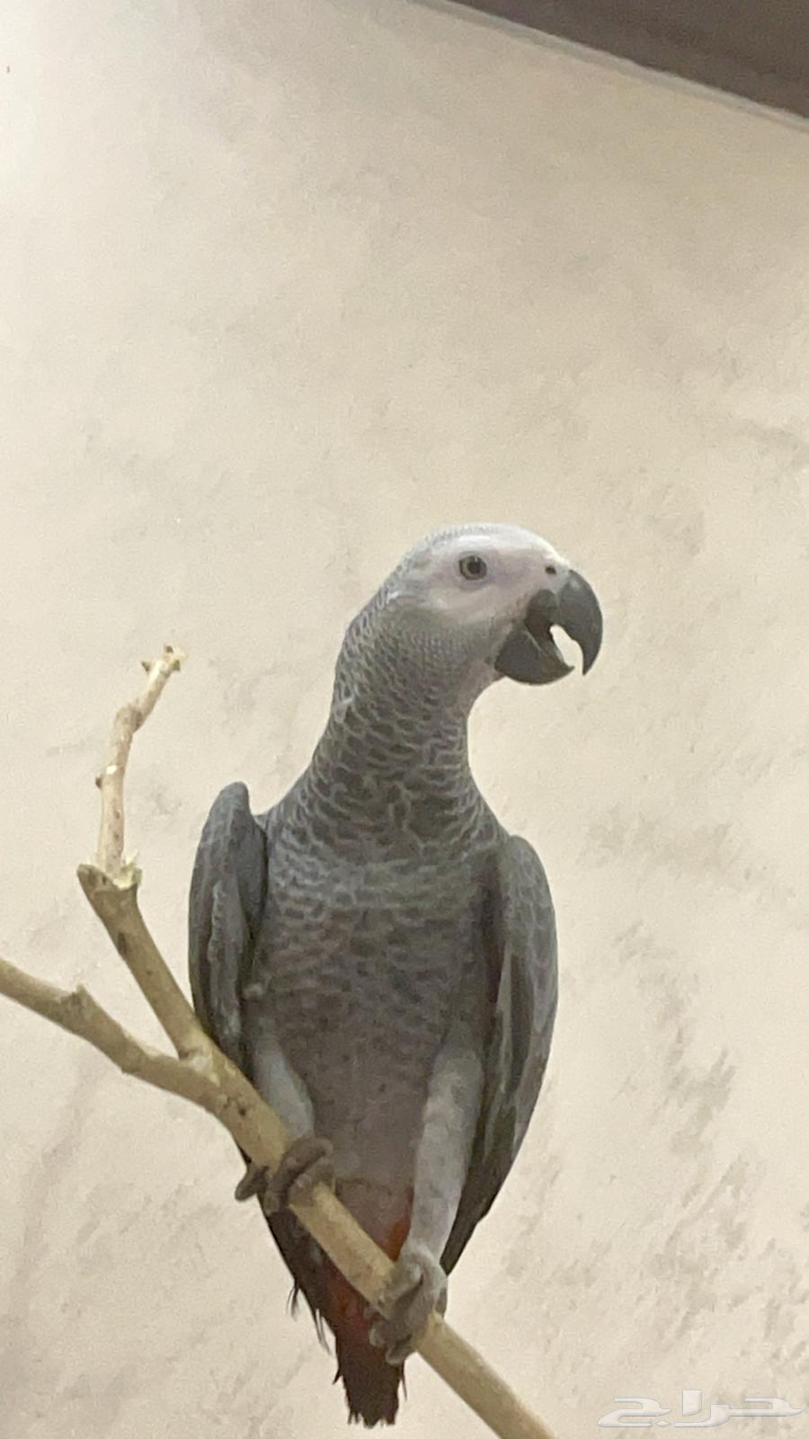 كاسكو هدد نشبه نشبه64435285922947111