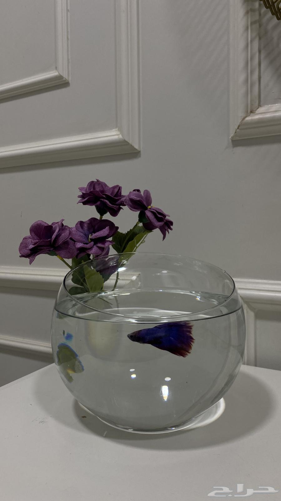 سمك للبيع فايتر فل مون مع الفازات وبدون64440806320899111