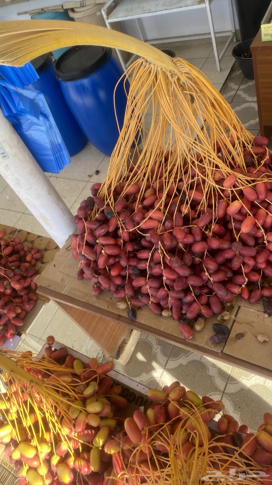 بسر او بلح قنو حلوة الجوف64459154361219112