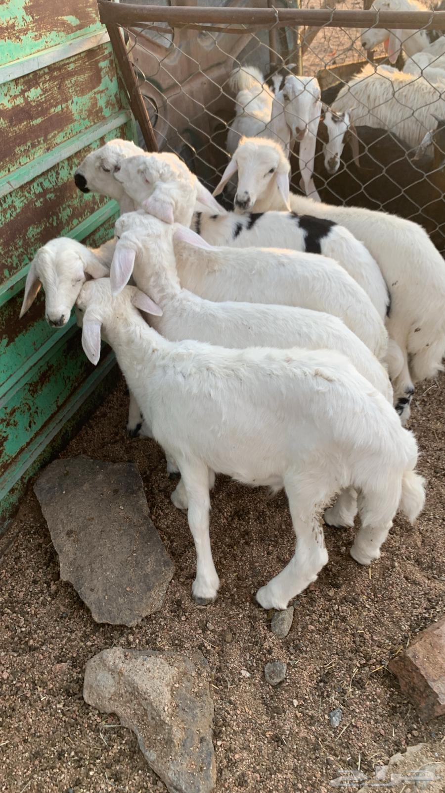 خرفان كفووو سعاره مناسب64440397226242112