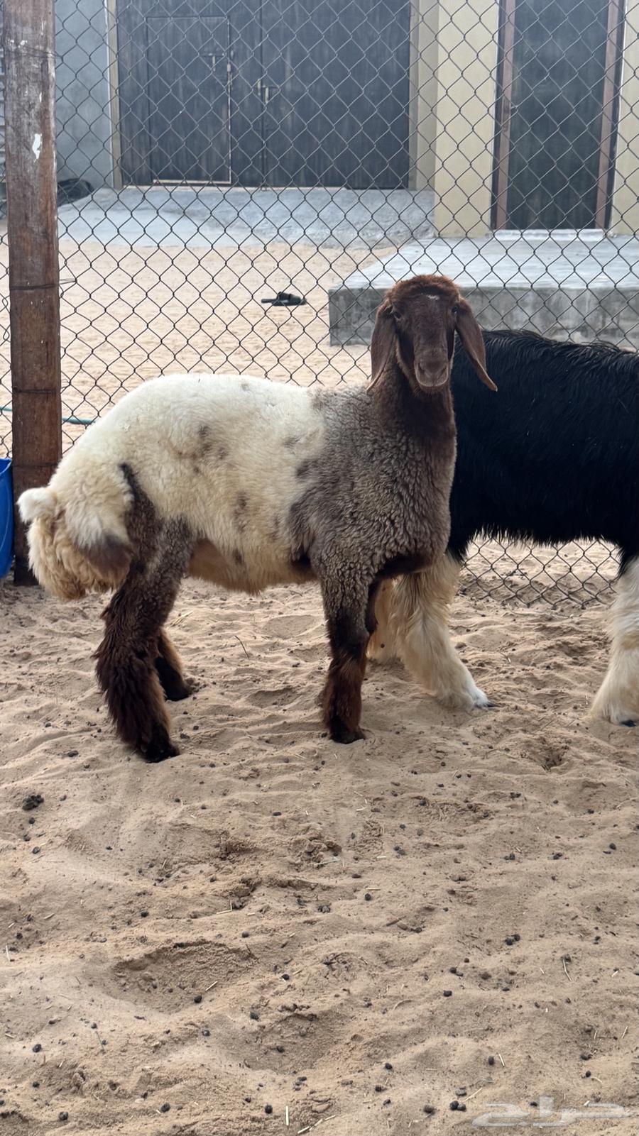 رخل مقنوي64434727794306114