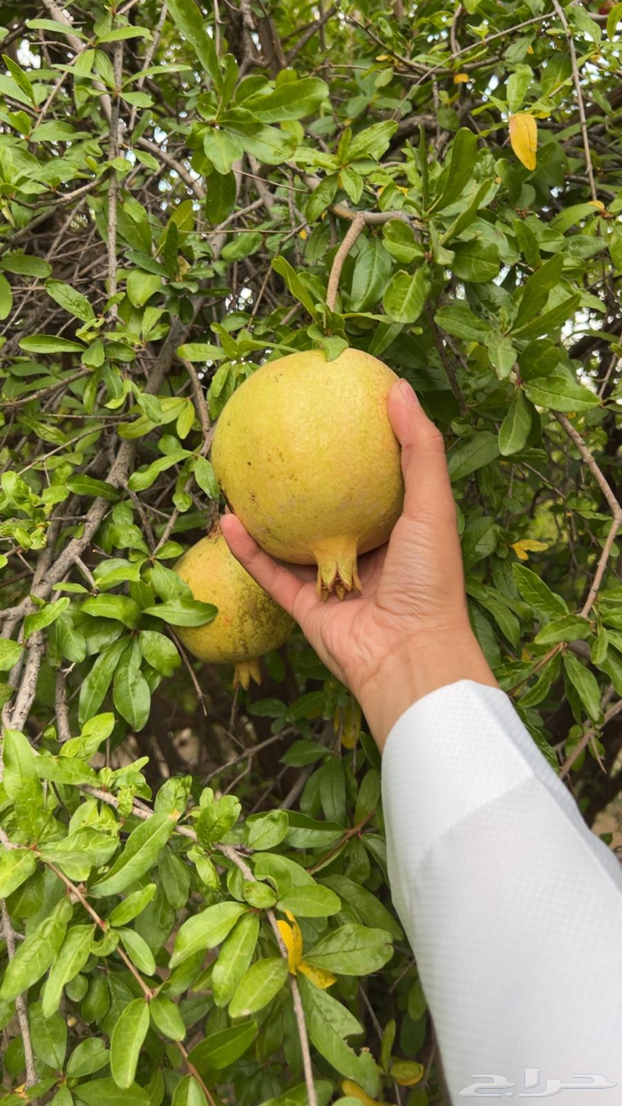 Baha Pomegranate, Luxury Production64437921686147111