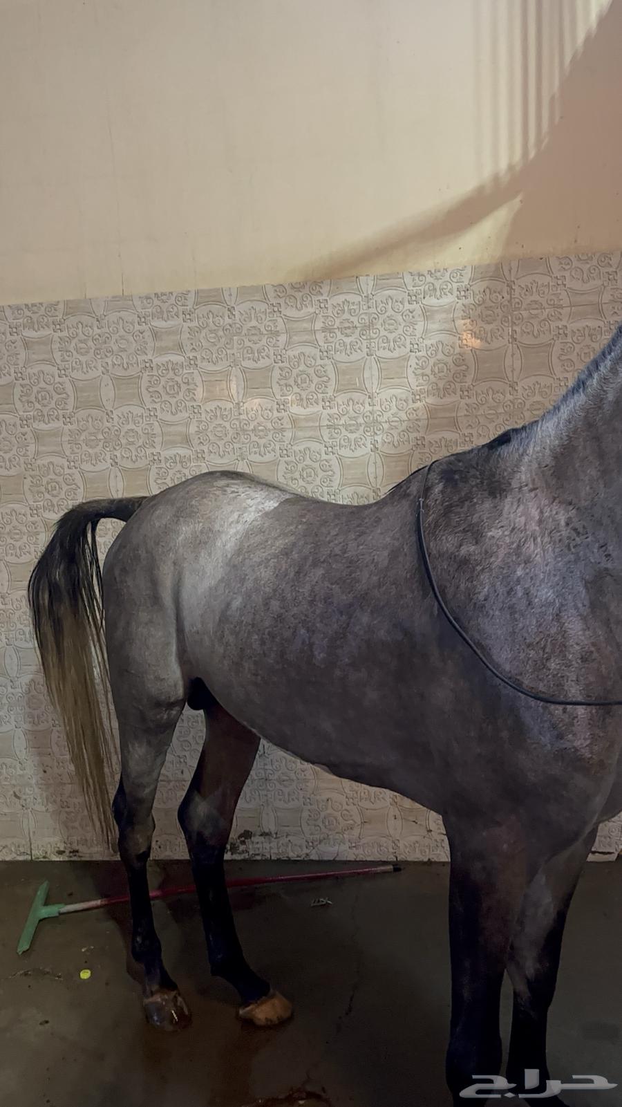 Horse, Egyptian purebred champion64441841780099113