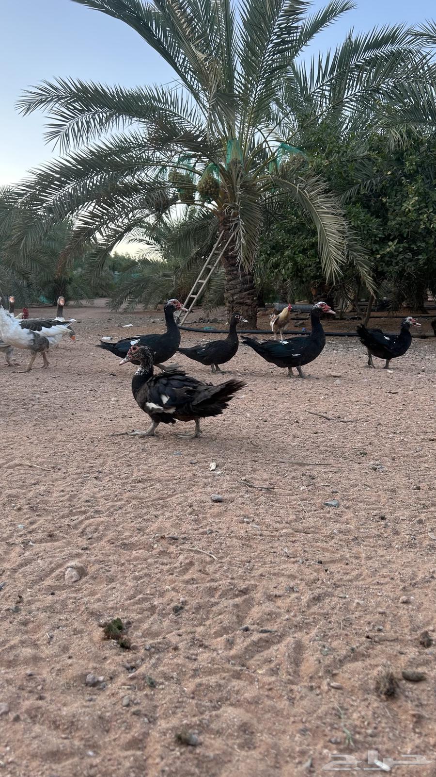 للبيع وز وبط (منتج)64438378200067113