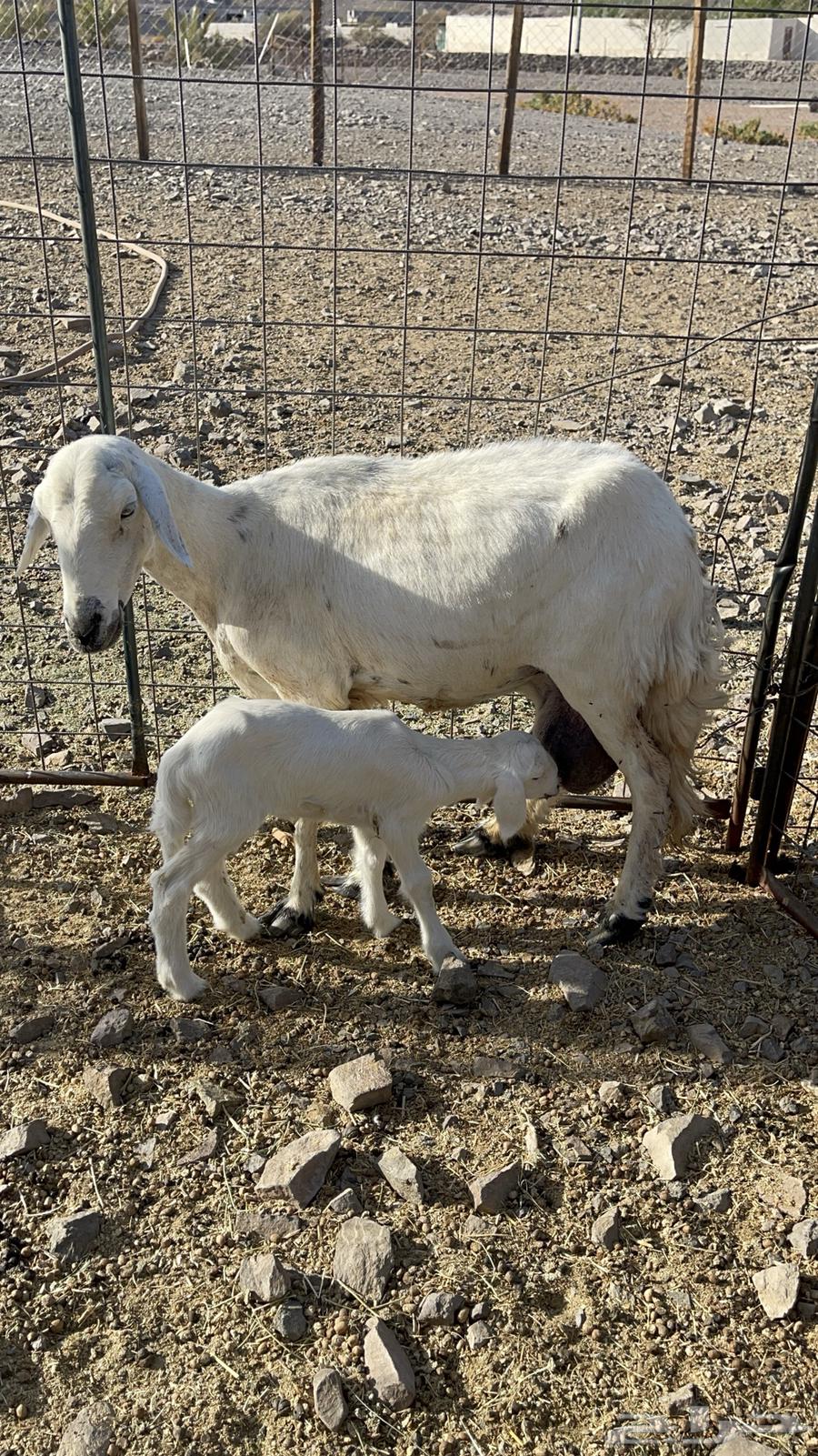 ( تم البيع )حرية والد تحتها رخل64439037034626110