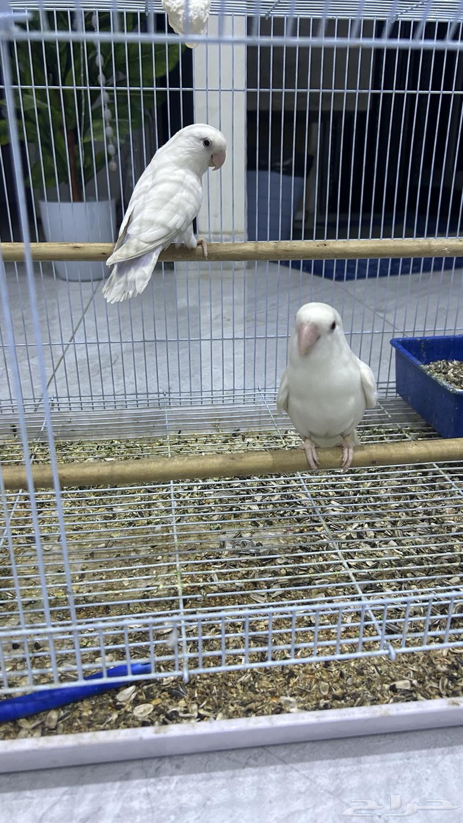 روز البينو64437288477057113