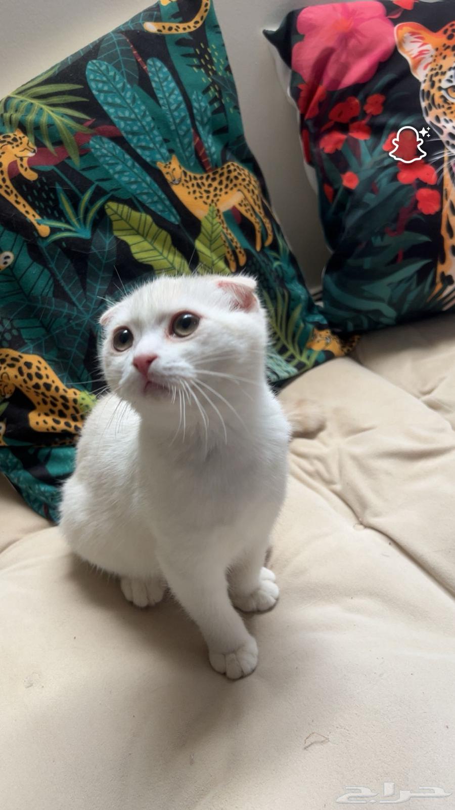 للبيع قطة سكوتش فولد64434905120771113