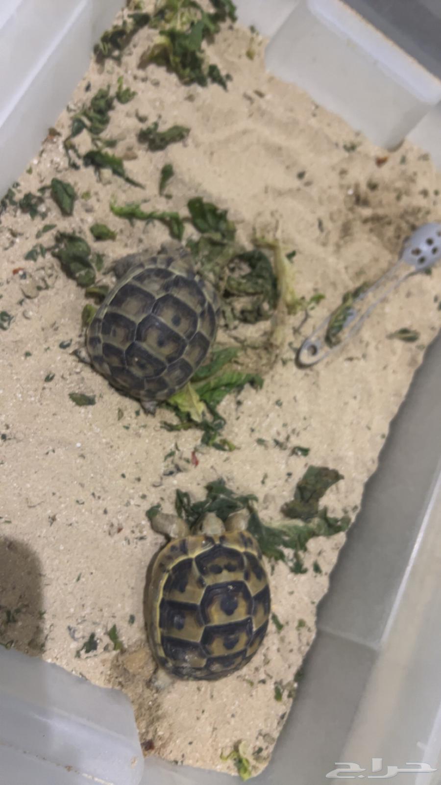 Turtle pair64438471815297110