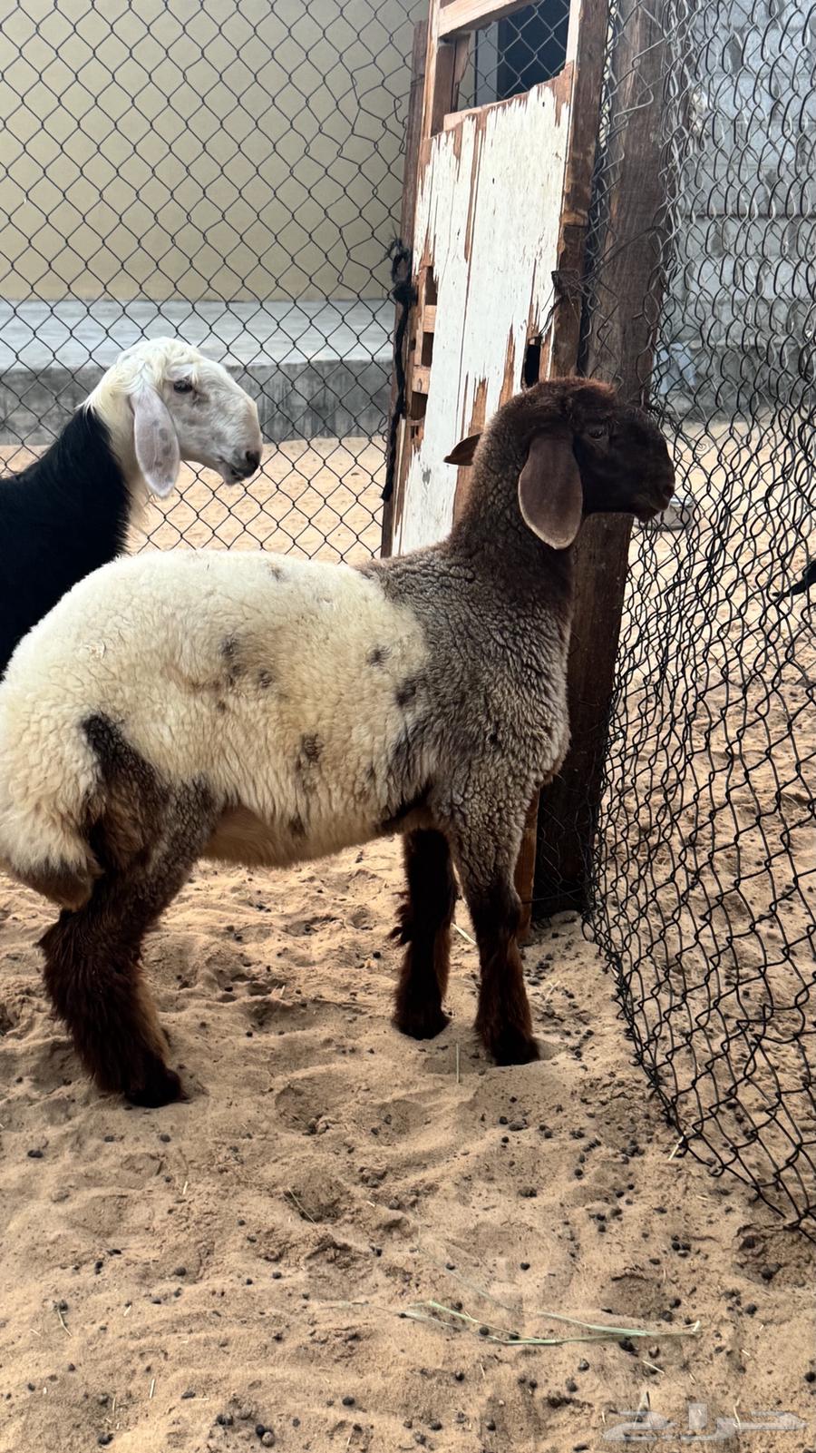 رخل مقنوي64434727794306112