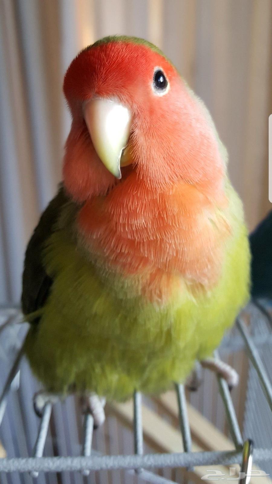 Roz Birds Number Available64441677573250112