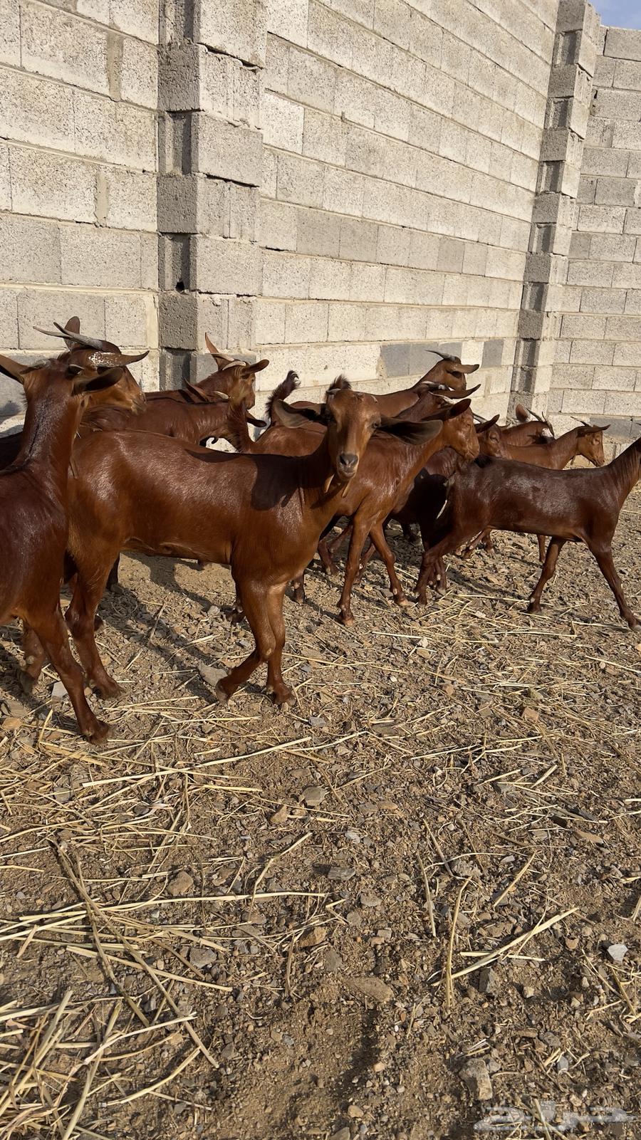 معزا دهم دبس جذعات ( تم البيع )64435163726977114