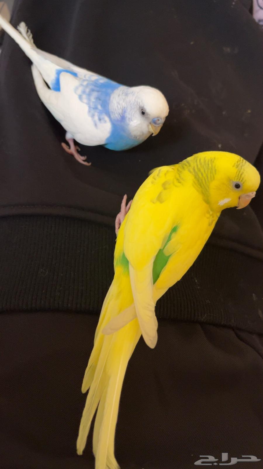 طيور كناري للبيع64438901591937113