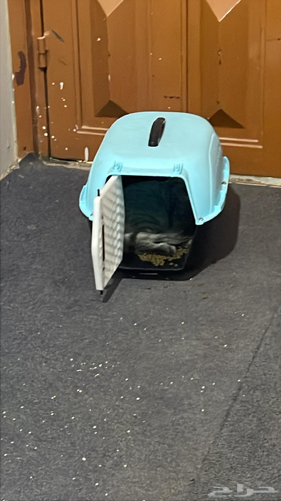 قط للبيع64439746989315112