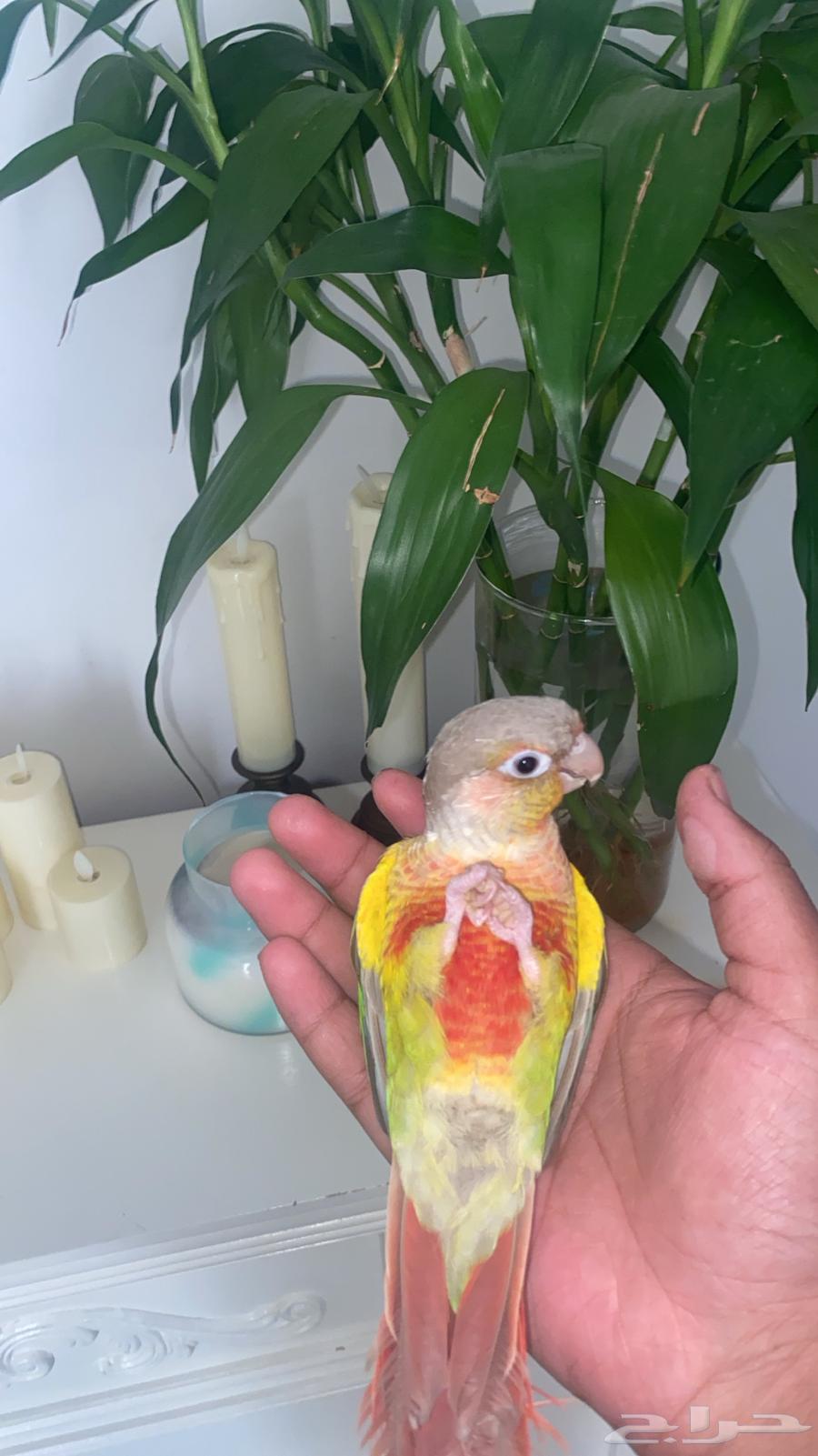 كنيور اليف وهدد ومتكلم64437112719361111