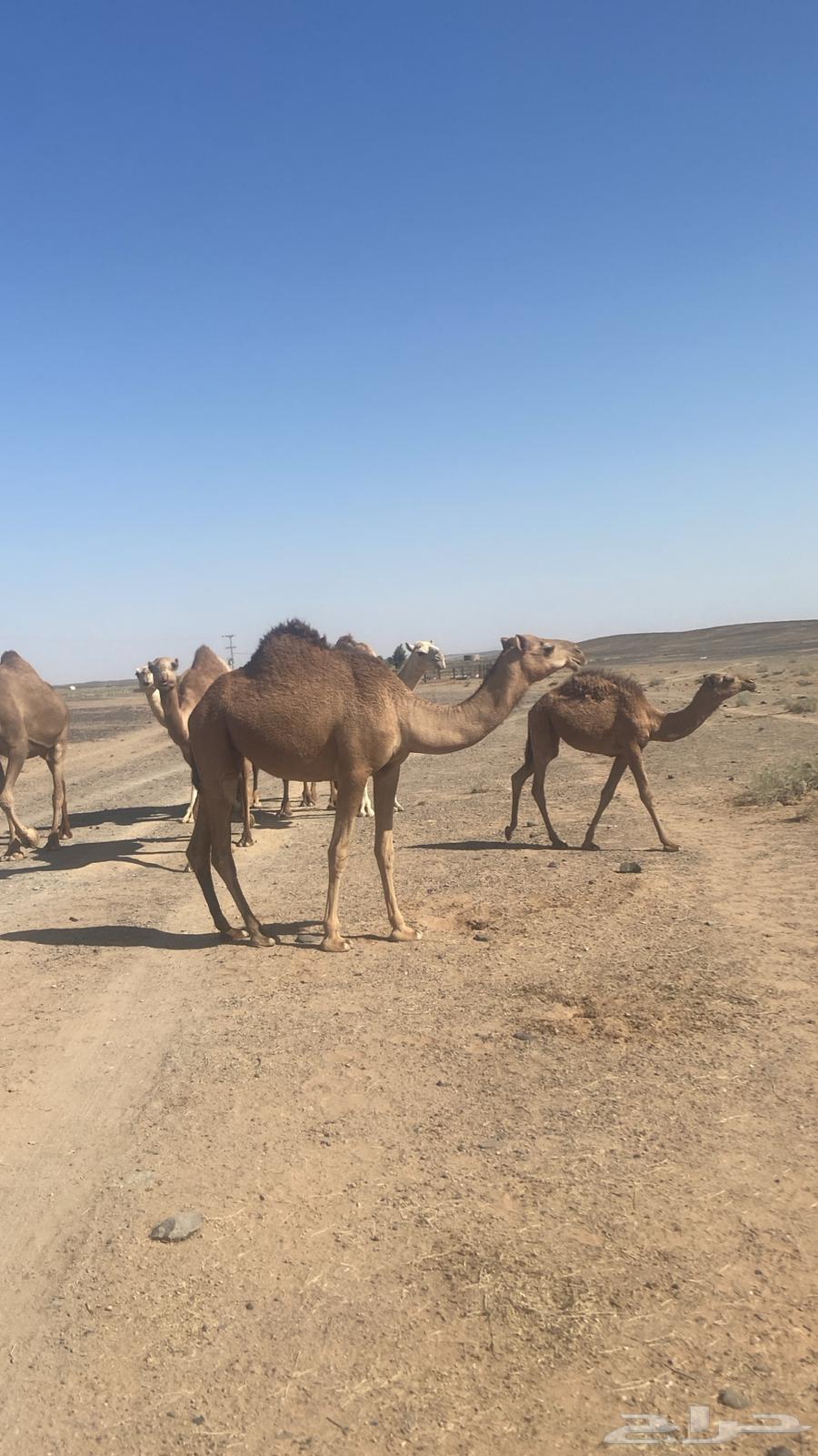 للبيع بكره طيبه64433686559619112