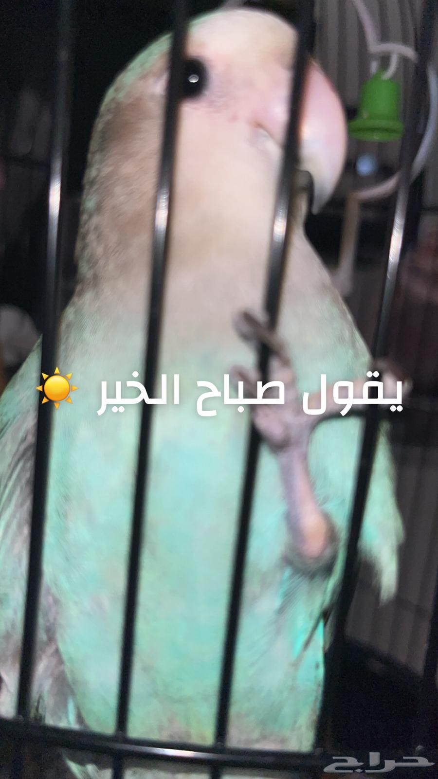 A beautiful, tame bird that dances and talks64434429041411113