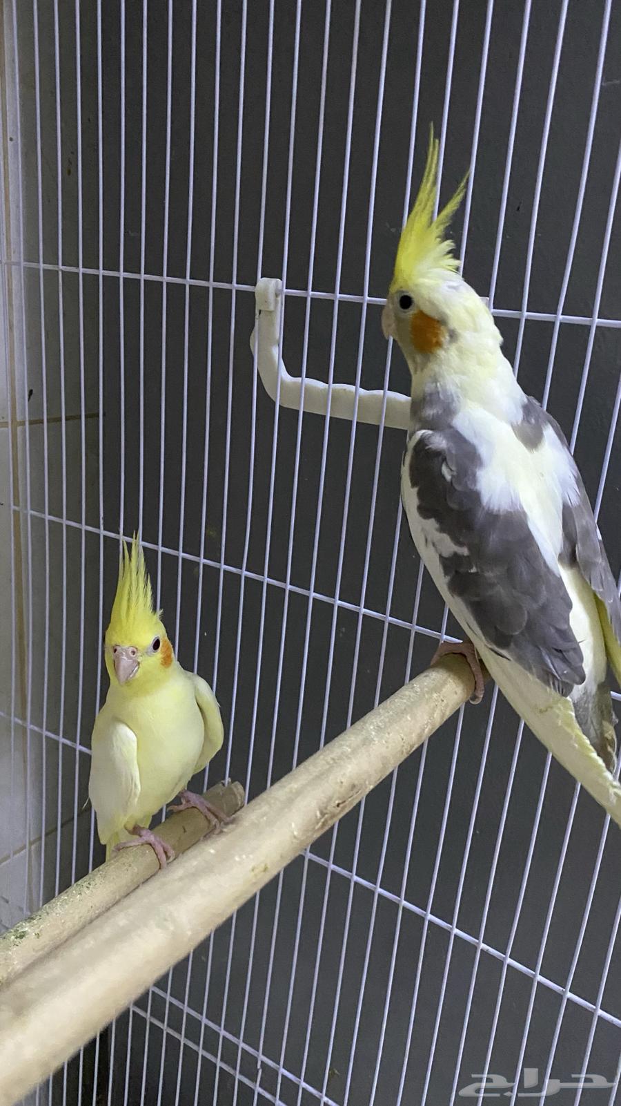 للبيع زوج كروان منتج64439023272962110