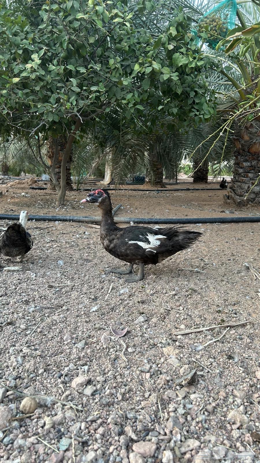 للبيع وز وبط (منتج)64438378200067114