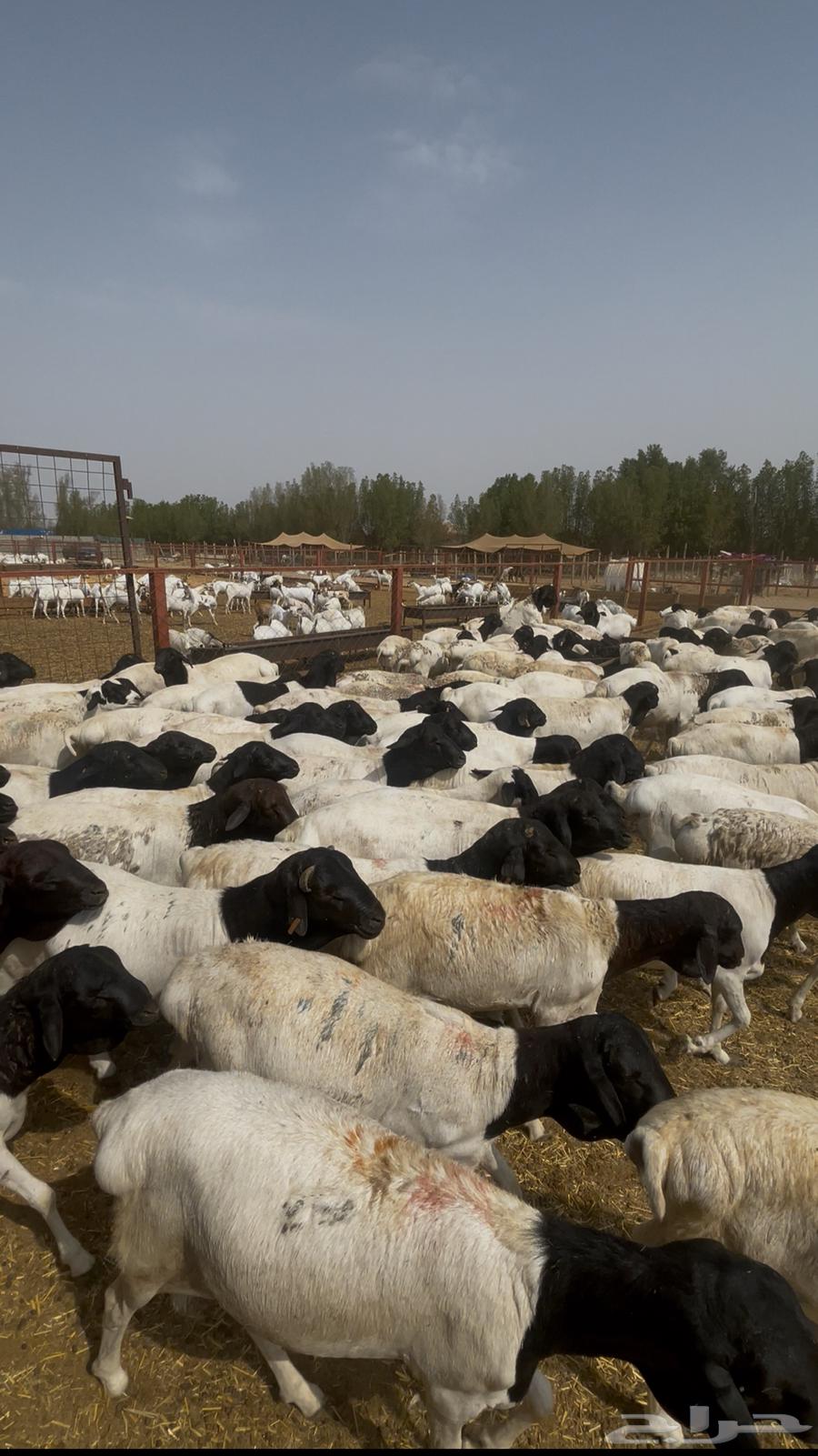 Equal Rabab meat and fat64436172904323111