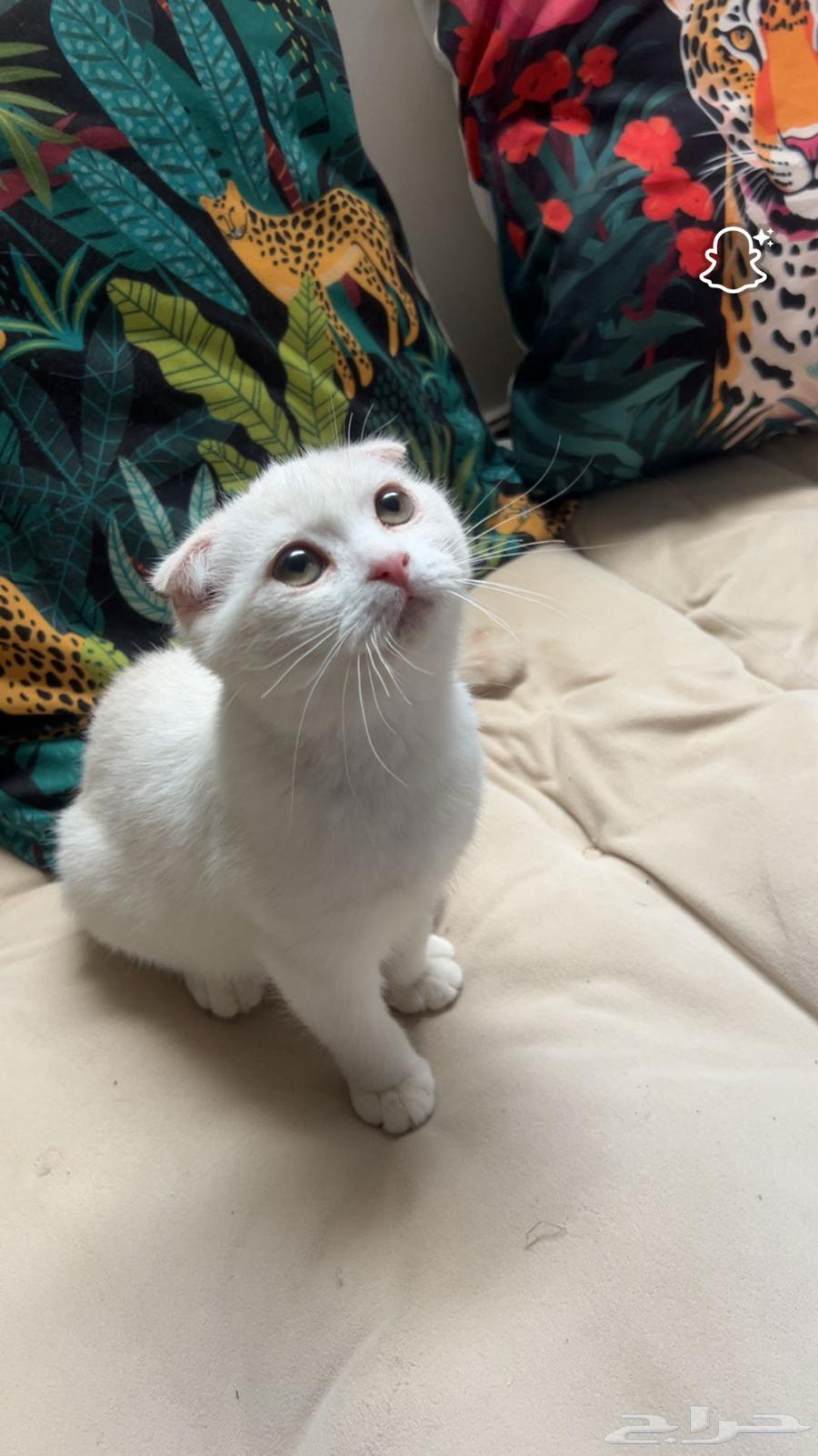 للبيع قطة سكوتش فولد64434905120771112