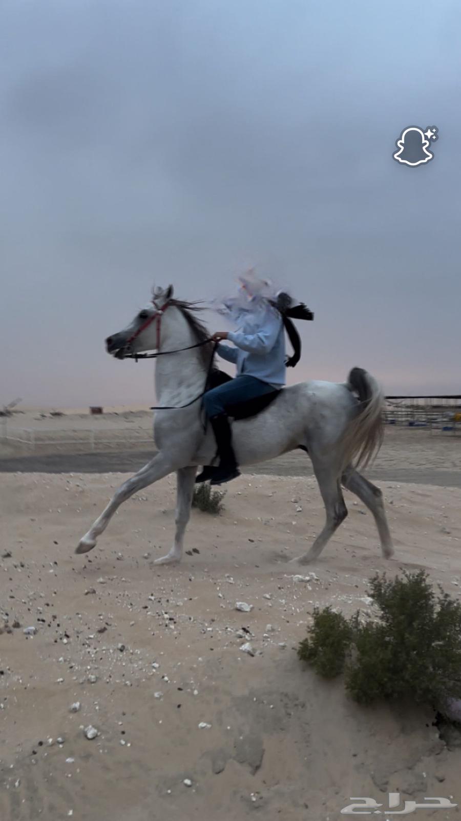 حصان واهو64436212764291111