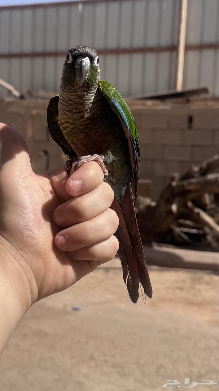 كنيور اليف64429424892035114