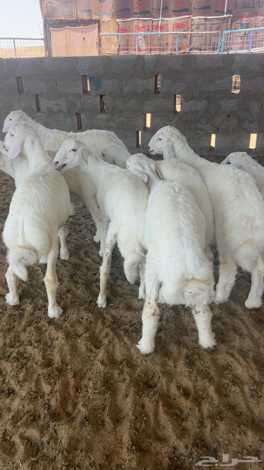 للبيع بهم حري فاخر64436909863426110