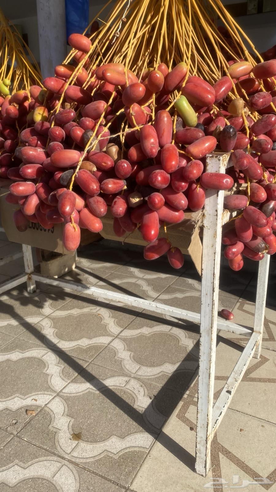 بسر او بلح قنو حلوة الجوف64459154361219110