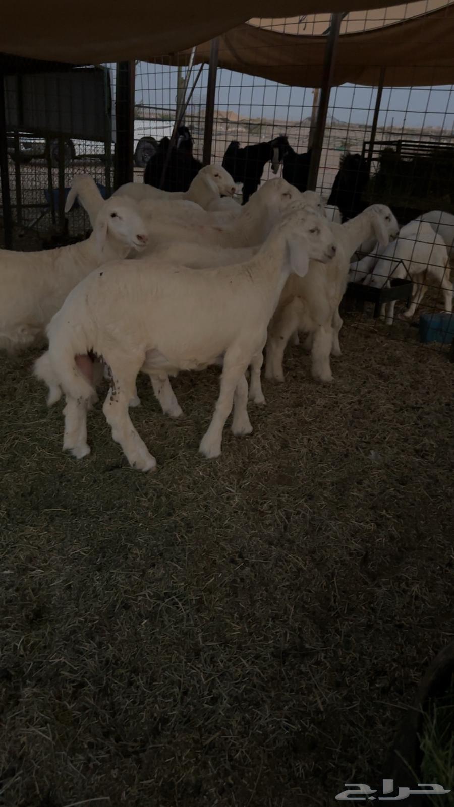 طليان حريه تم البيع64440738580739111