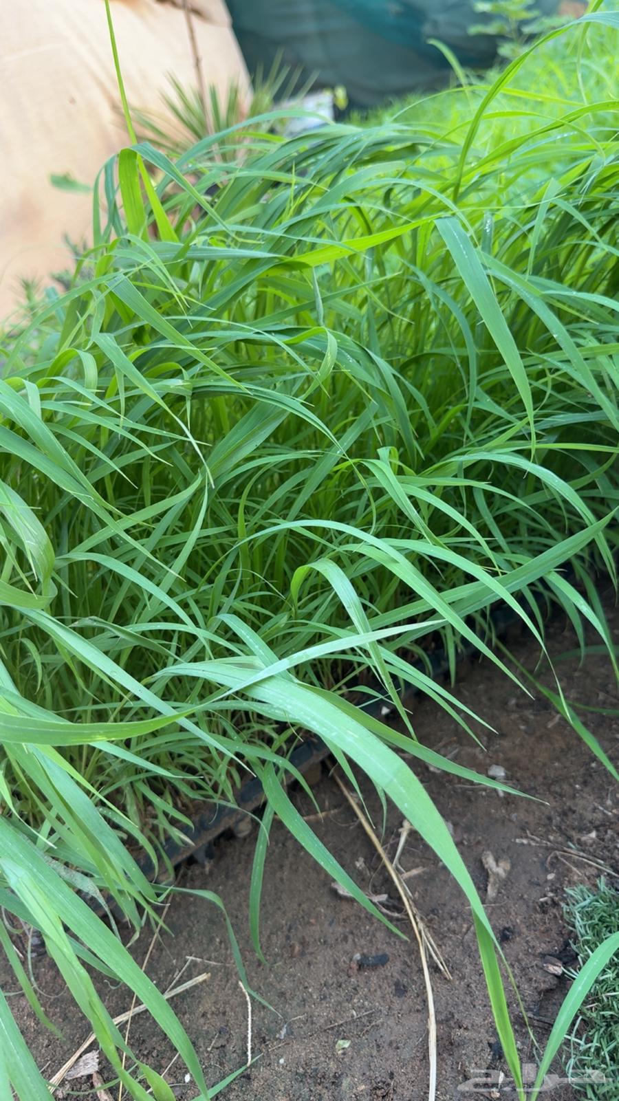 بونيكام سوبر مومباسا اسباني F1 هجين64433846326915111