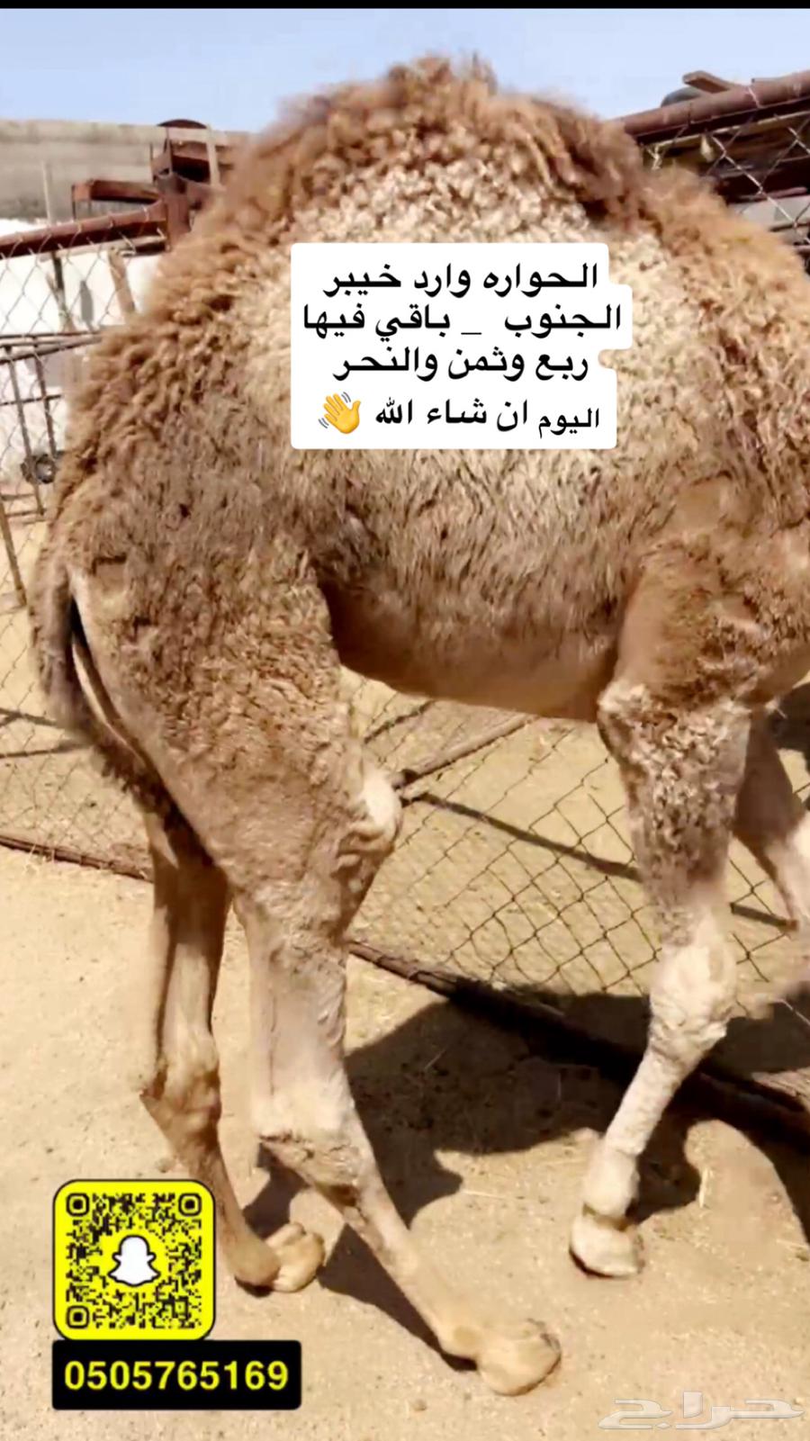 حواره لبانيه شراكه ارباع واثمان   تم البيع64435436616707110