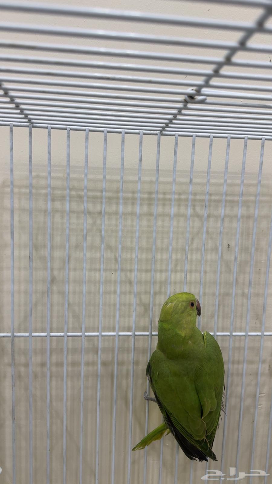 ببغاء دره هندي ( يوجد تابي وتمارا )64441117400450111