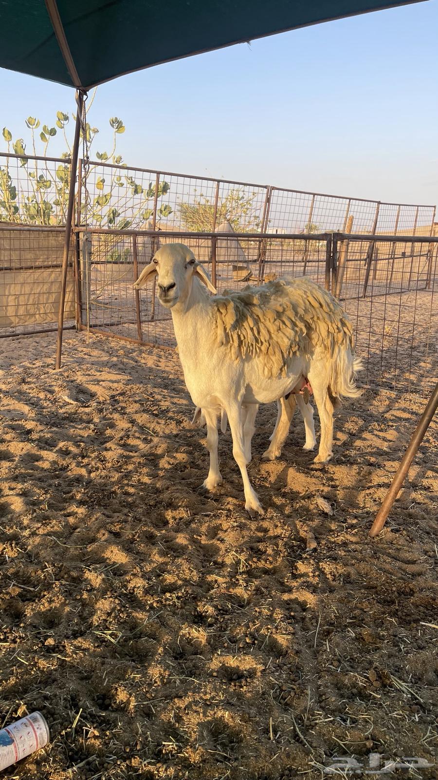 رخل صنف64440642701954112