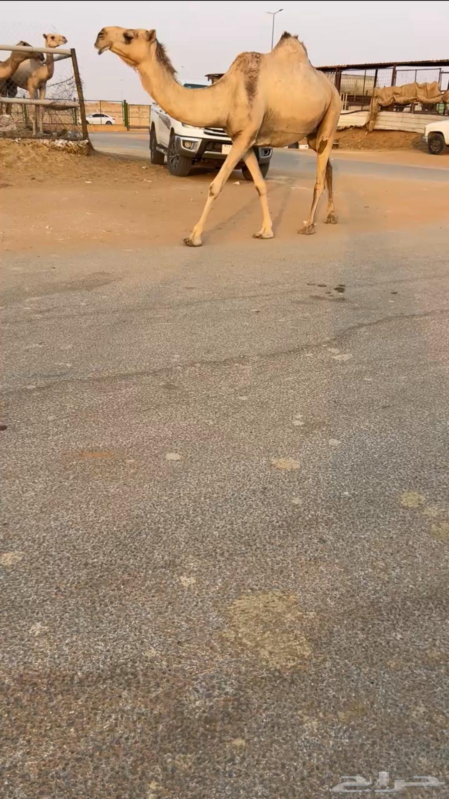 لقحه للبيع64439131795969110