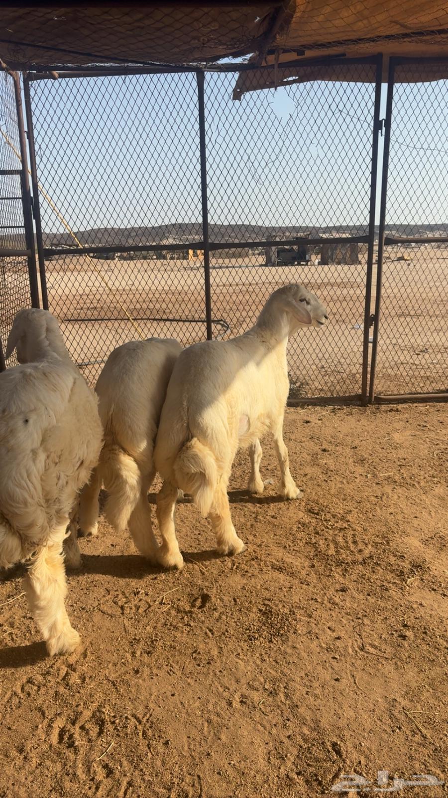 طليان64435136627329111