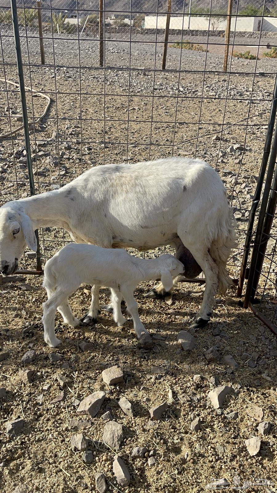 ( تم البيع )حرية والد تحتها رخل64439037034626111