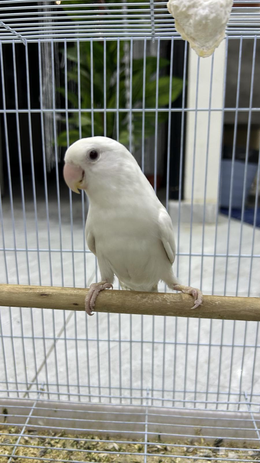 روز البينو64437288477057110