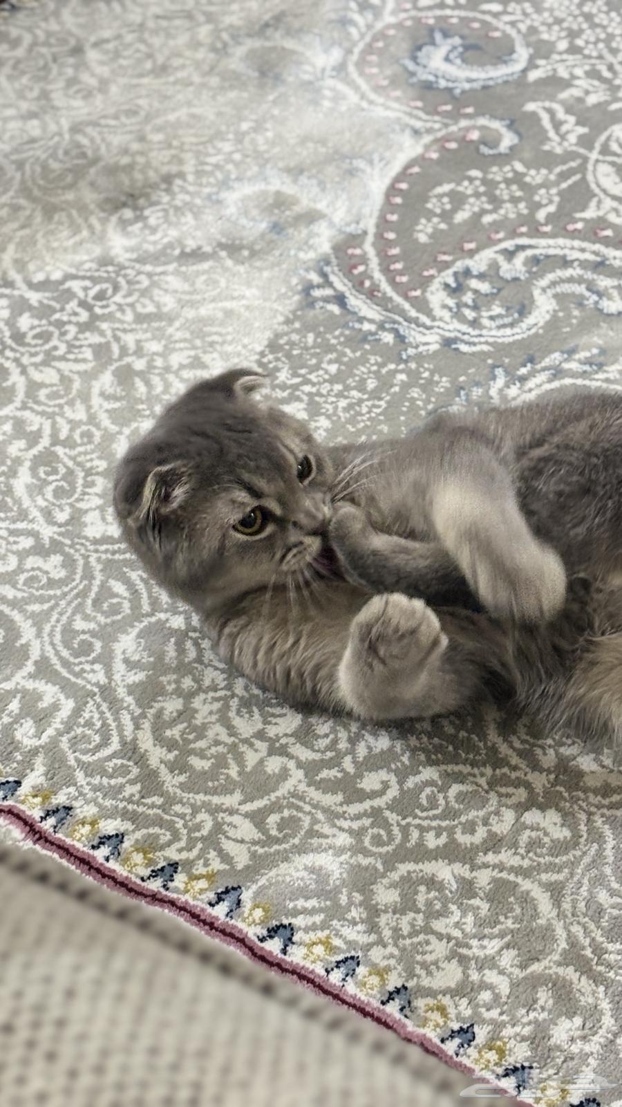 Scotch Fold64434484178819113