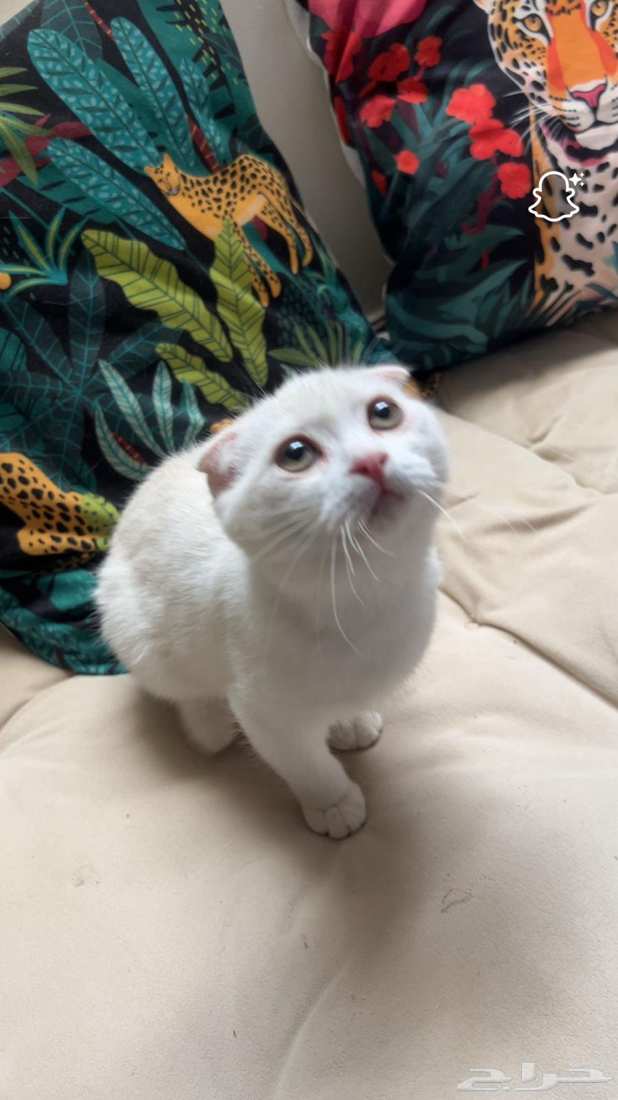 للبيع قطة سكوتش فولد64434905120771110