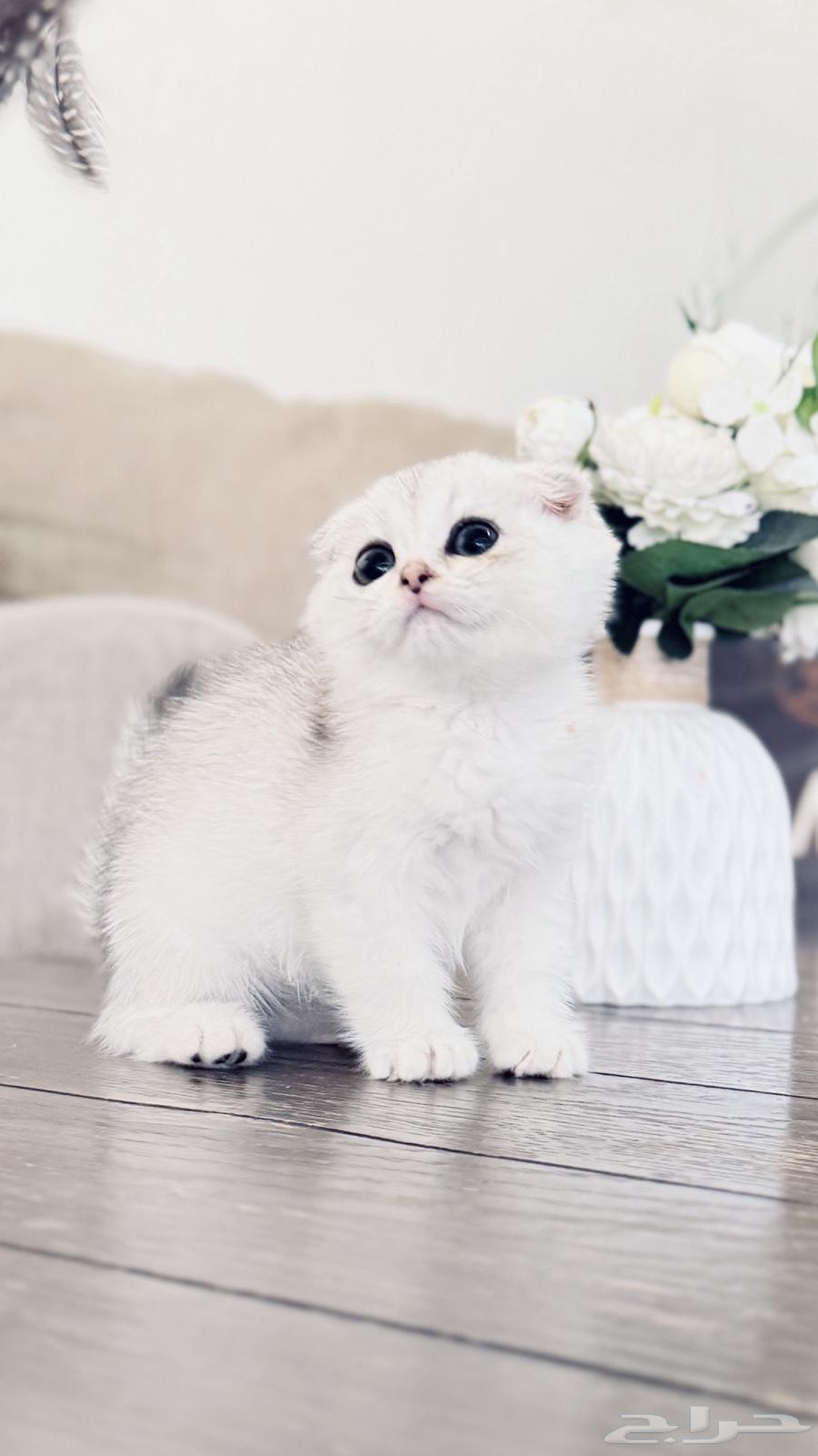 Scotch Double Fold Cat (Sold)64436453793154111