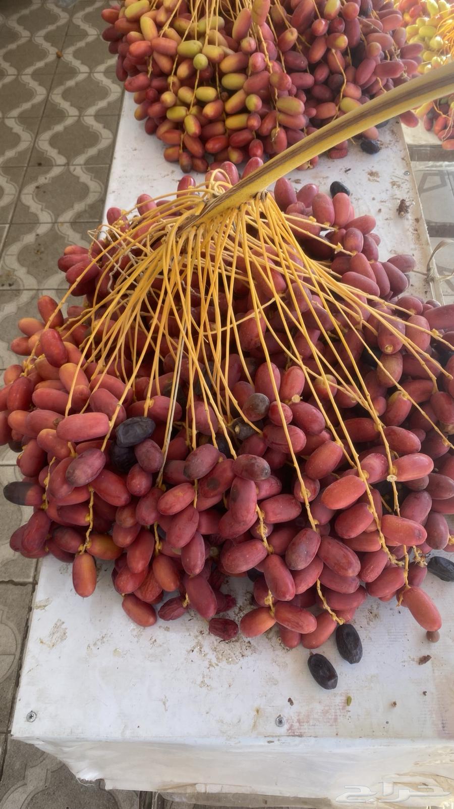 بسر او بلح قنو حلوة الجوف64459154361219111