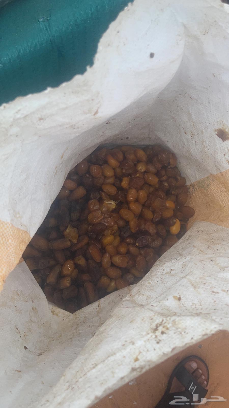 Dates and bread for halal, dry and clean64434510939777112