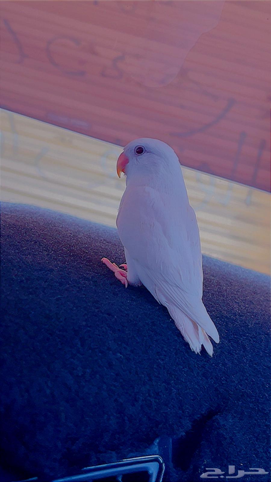 Albinos Rose threatened Elf ((Sold))64437247801985110