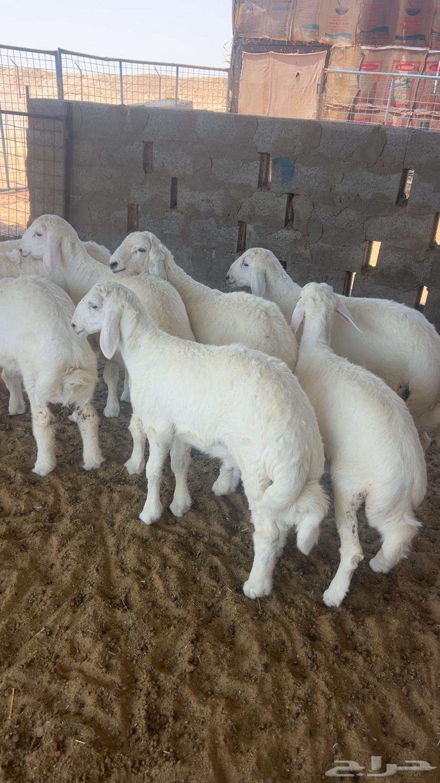 للبيع بهم حري فاخر64436909863426112