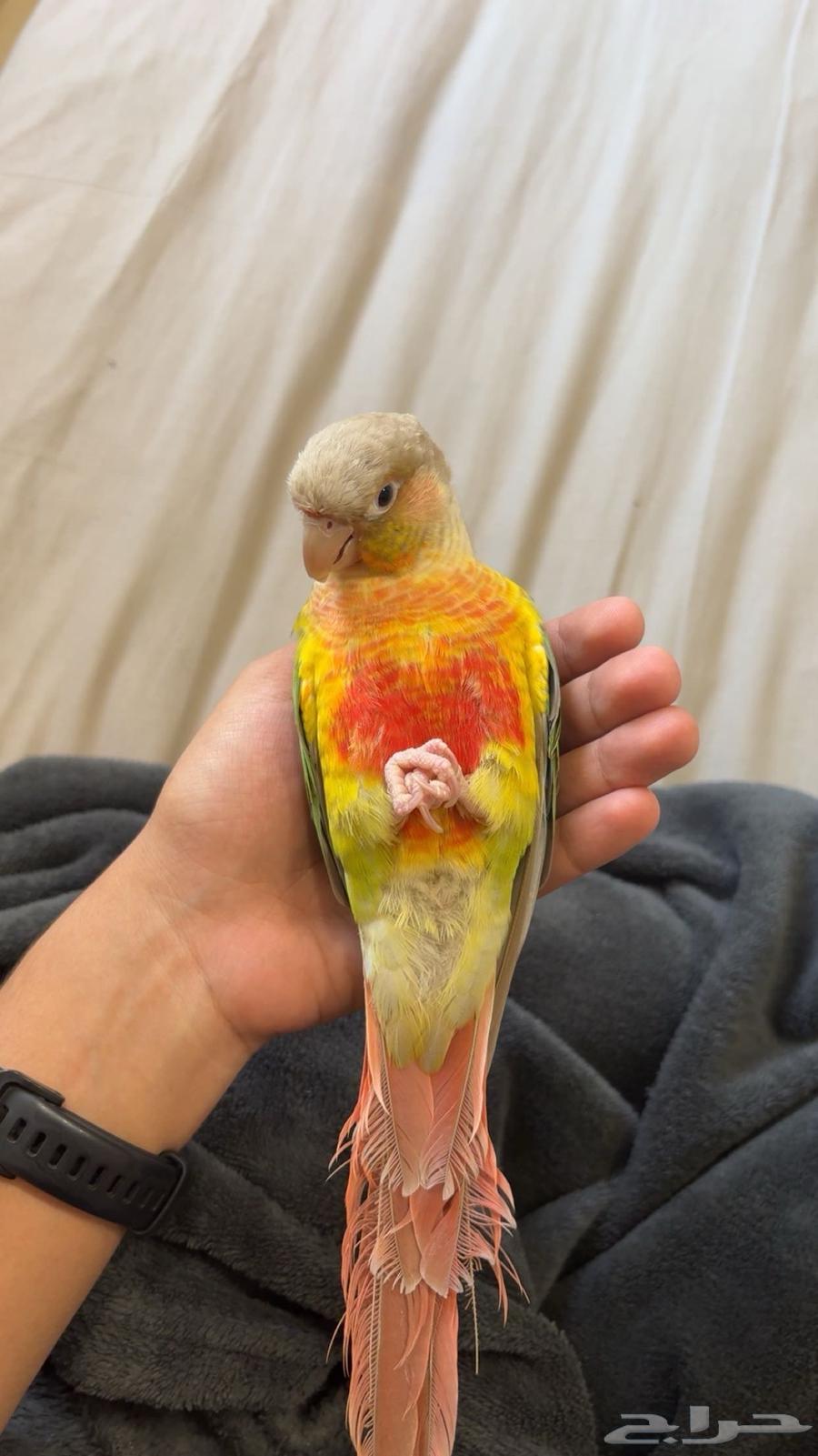 كنيور اليف وهدد ومتكلم64437112719361110