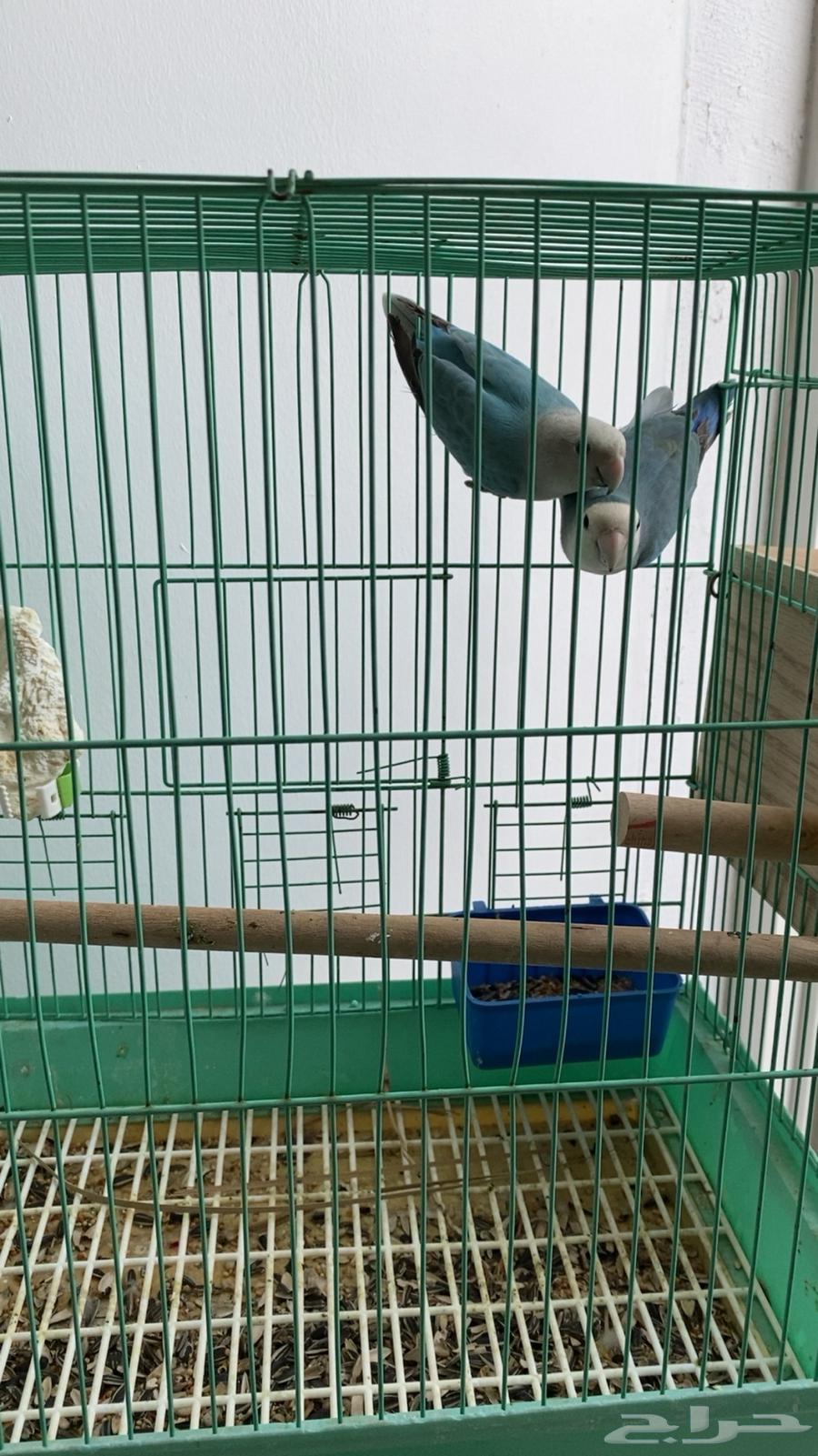 طيور64437881465858114