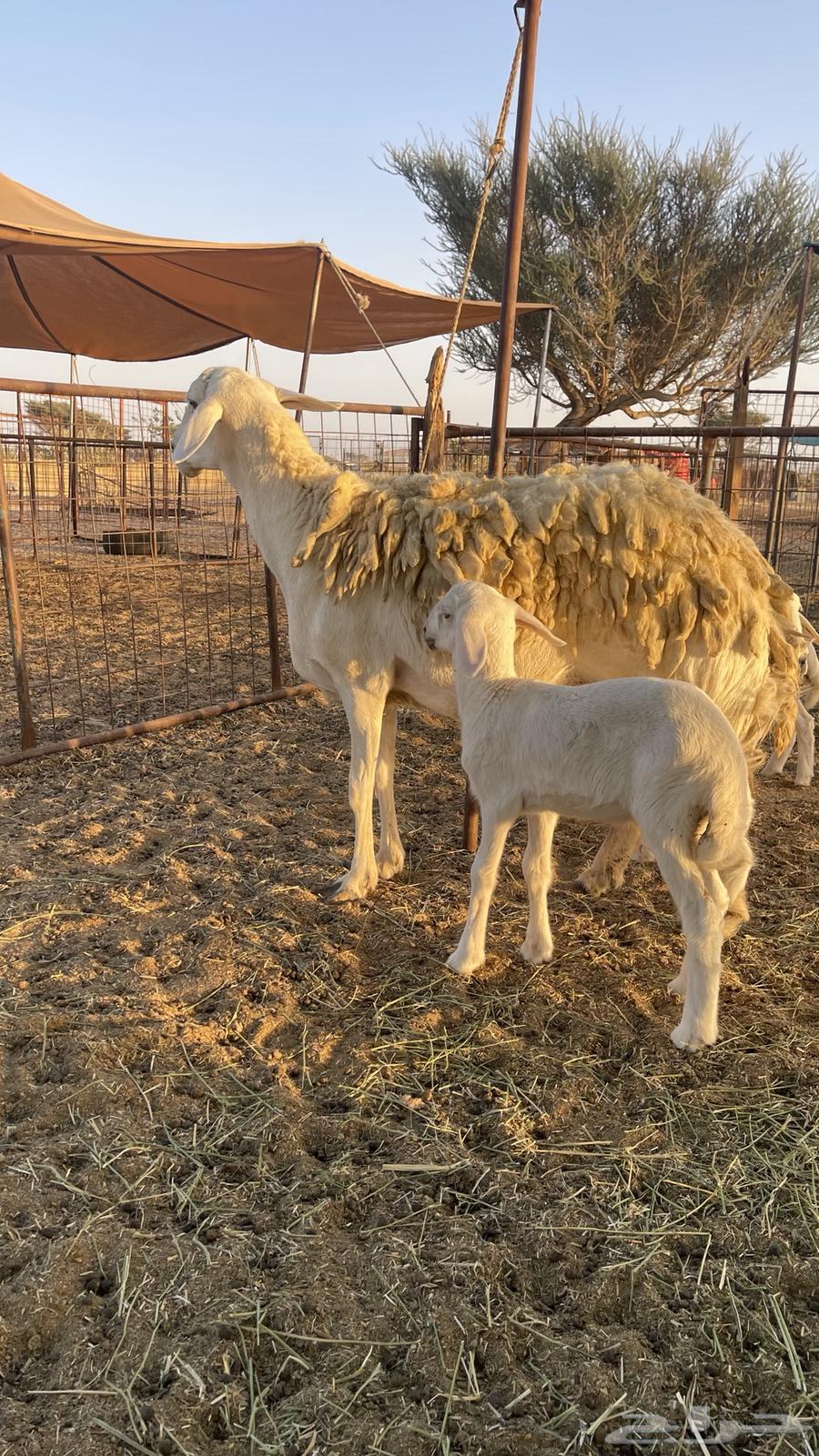 رخل صنف64440642701954110