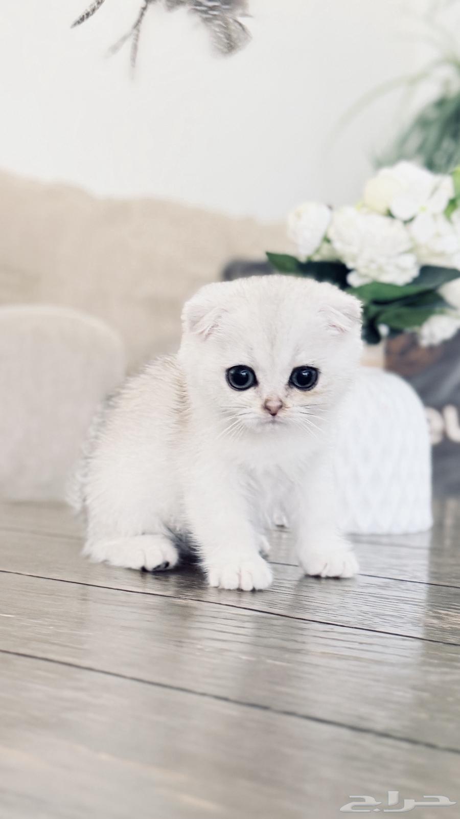 Scotch Double Fold Cat (Sold)64436453793154110