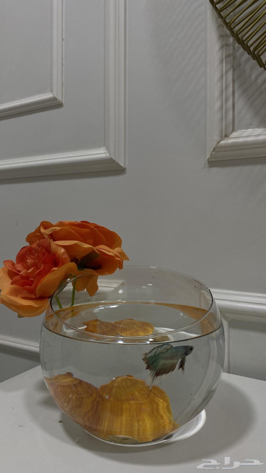 سمك للبيع فايتر فل مون مع الفازات وبدون64440806320899112