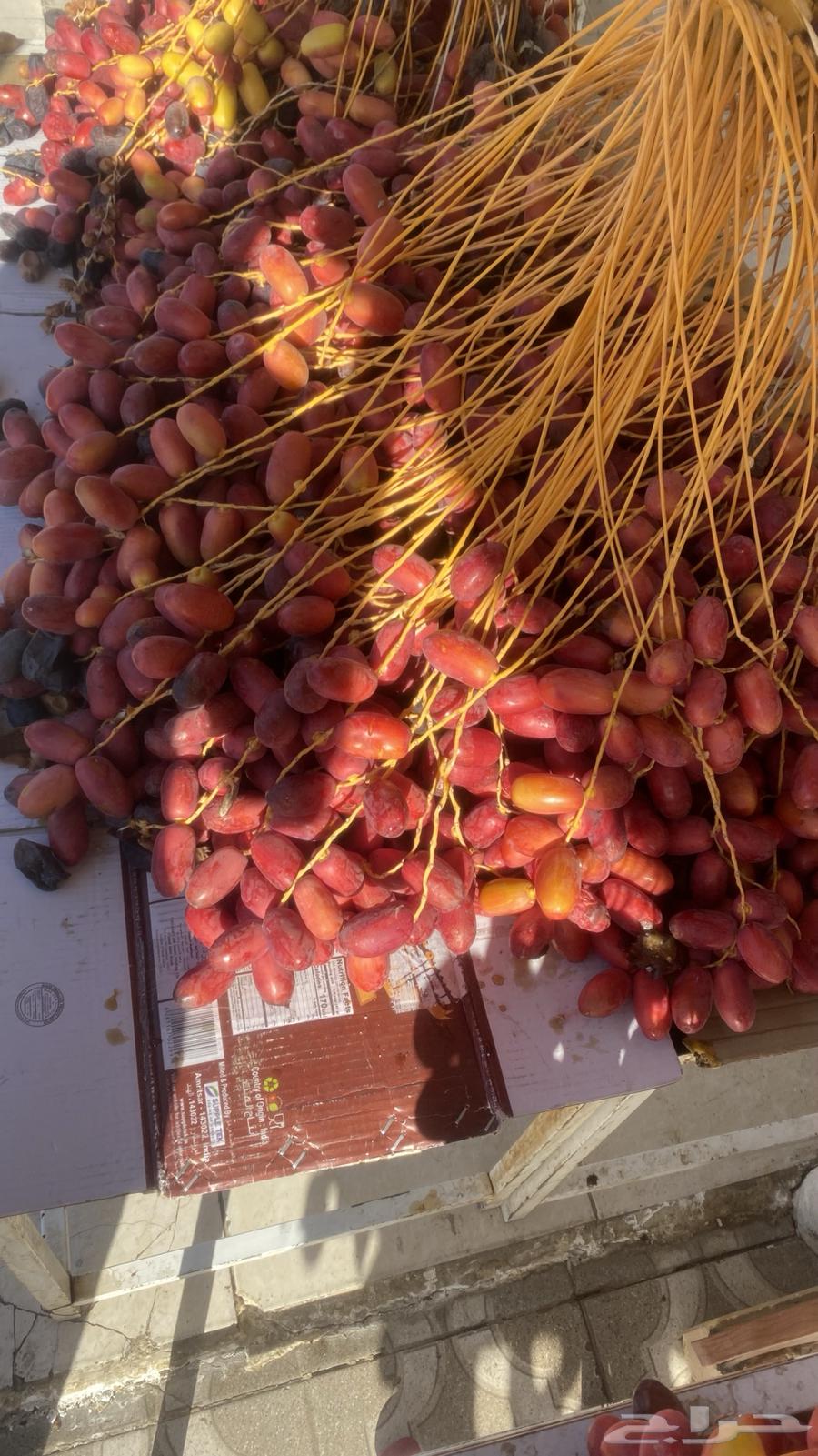 بسر او بلح قنو حلوة الجوف64459154361219113